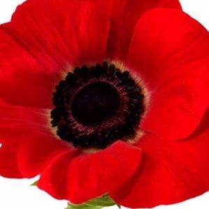 Meet your Posher, Bethann